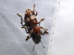 Enoclerus quadrisignatus