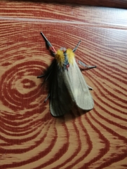 Mallocephala rubripes