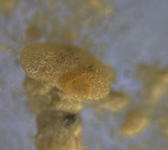 Lituolida