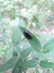 Adurgoa gonagra