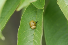 Phytodectoidea duodecimsignata