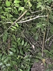 Rieppeleon kerstenii