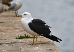 Larus fuscus