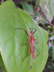 Ricolla quadrispinosa