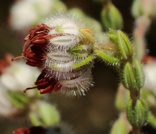 Image of Erica flaccida by (c) Nicola van Berkel, some rights reserved (CC BY-SA)