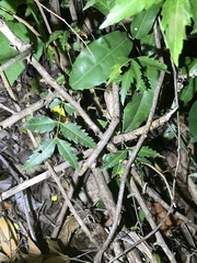 Rieppeleon kerstenii