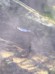 Cyprinodon nevadensis