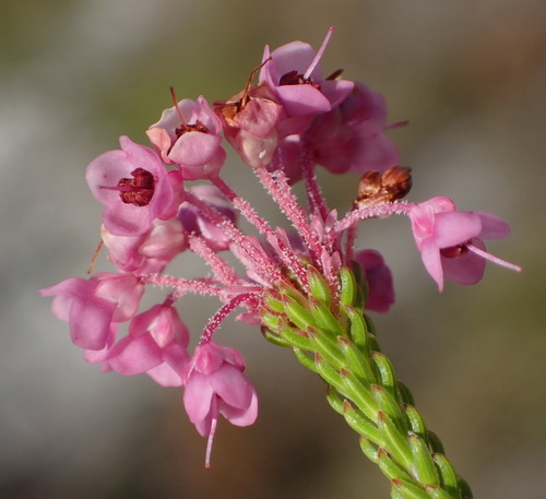 Image of Erica seriphiifolia by (c) Nicola van Berkel, some rights reserved (CC BY-SA)