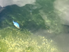 Cyprinodon nevadensis