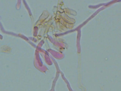 Ceriporia bresadolae