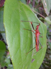 Ricolla quadrispinosa