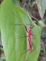 Ricolla quadrispinosa