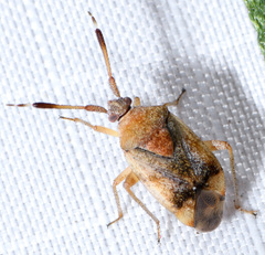Pycnocoris ursinus