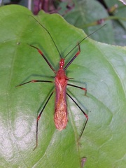 Ricolla quadrispinosa