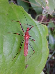 Ricolla quadrispinosa