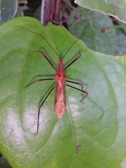 Ricolla quadrispinosa