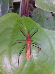 Ricolla quadrispinosa