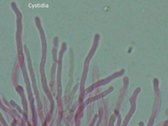 Ceriporia bresadolae