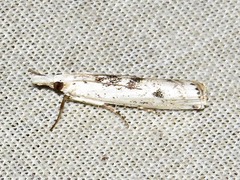 Crambus sparsellus