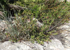 Erica viridiflora viridiflora
