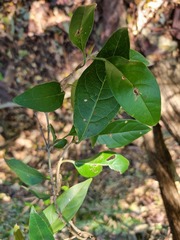 Volkameria glabra