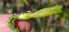 Erica viridiflora viridiflora