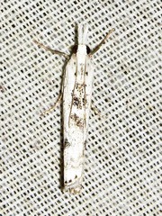 Crambus sparsellus