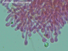 Ceriporia bresadolae