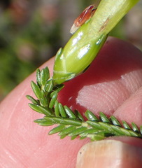 Erica viridiflora viridiflora