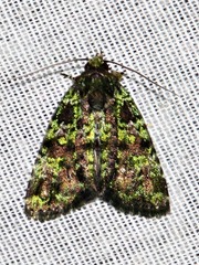 Iambia melanochlora