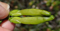 Erica viridiflora viridiflora