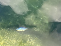 Cyprinodon nevadensis