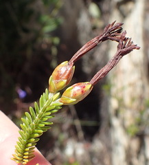 Erica viridiflora viridiflora