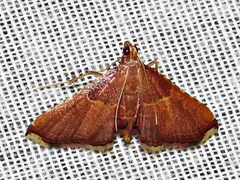 Endotricha erythralis