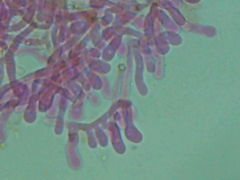 Ceriporia bresadolae