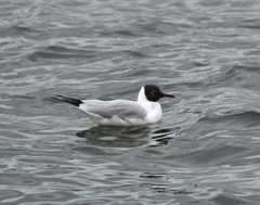 Chroicocephalus ridibundus