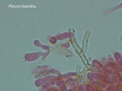 Ceriporia bresadolae