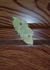 Perusia aurantiacaria