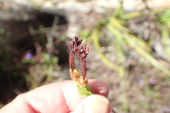 Erica viridiflora viridiflora