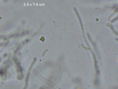 Ceriporia bresadolae