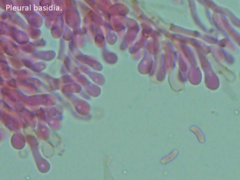 Ceriporia bresadolae