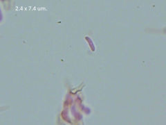 Ceriporia bresadolae