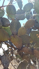 Opuntia pilifera