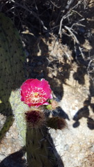 Opuntia pilifera