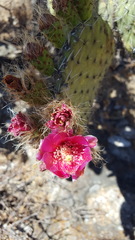 Opuntia pilifera