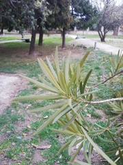 Podocarpus neriifolius