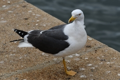 Larus fuscus