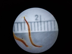 Strigamia branneri