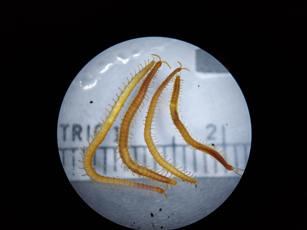 Northern Yellow Soil Centipede