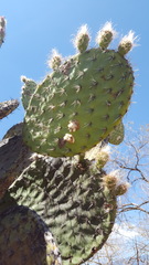Opuntia pilifera